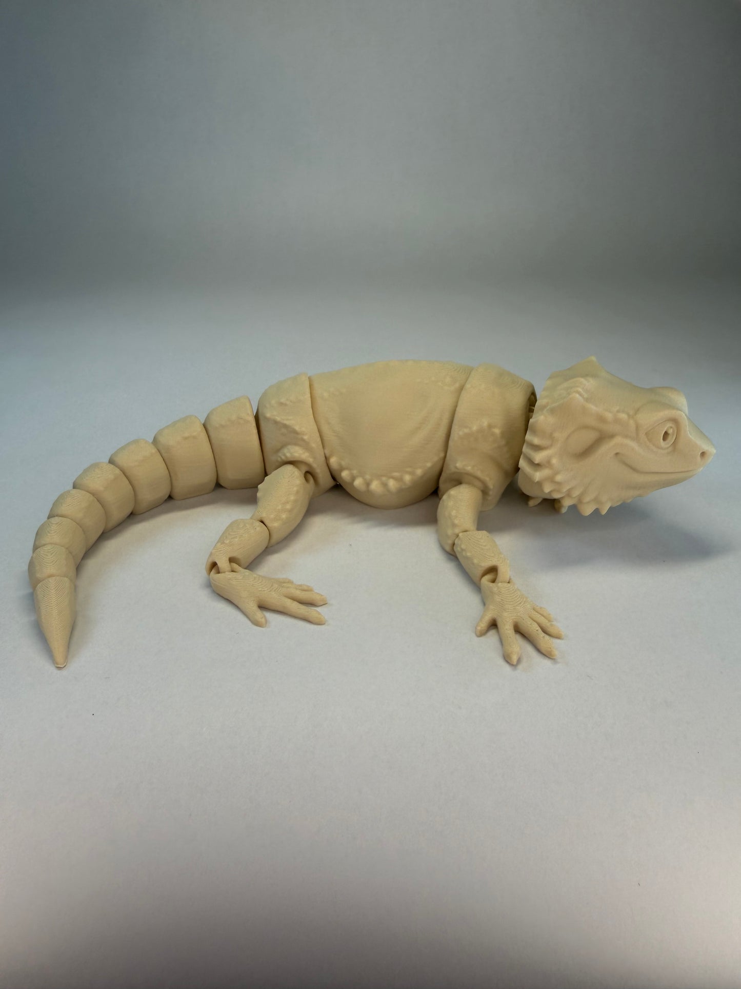 Bearded Dragon