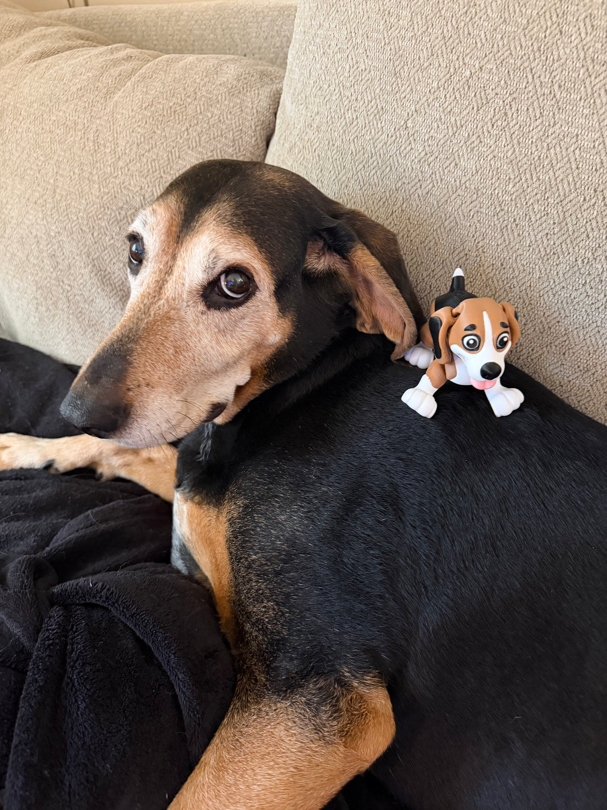Beagle